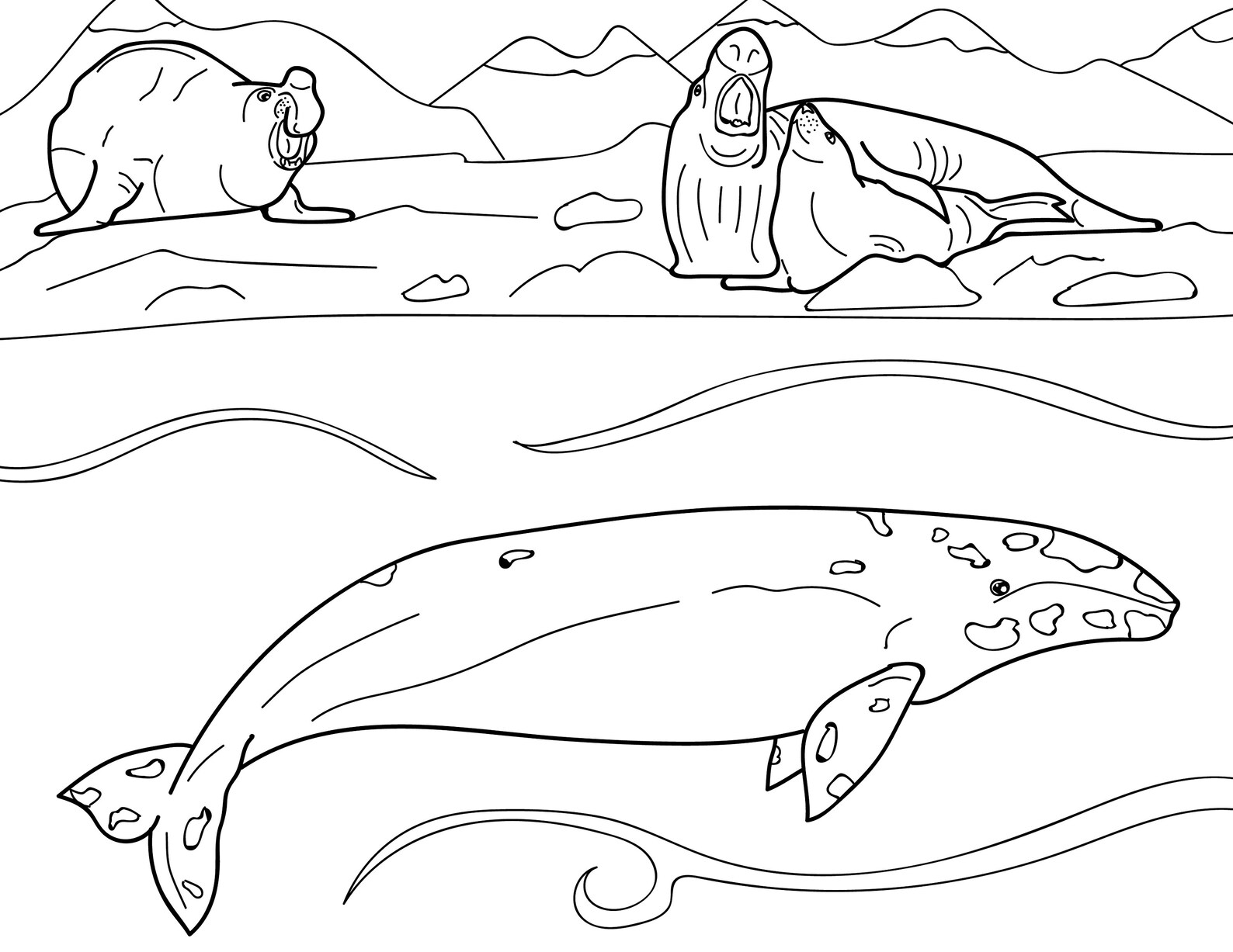 Marine Mammal Wildlife Educational Coloring Book Etsy New Zealand