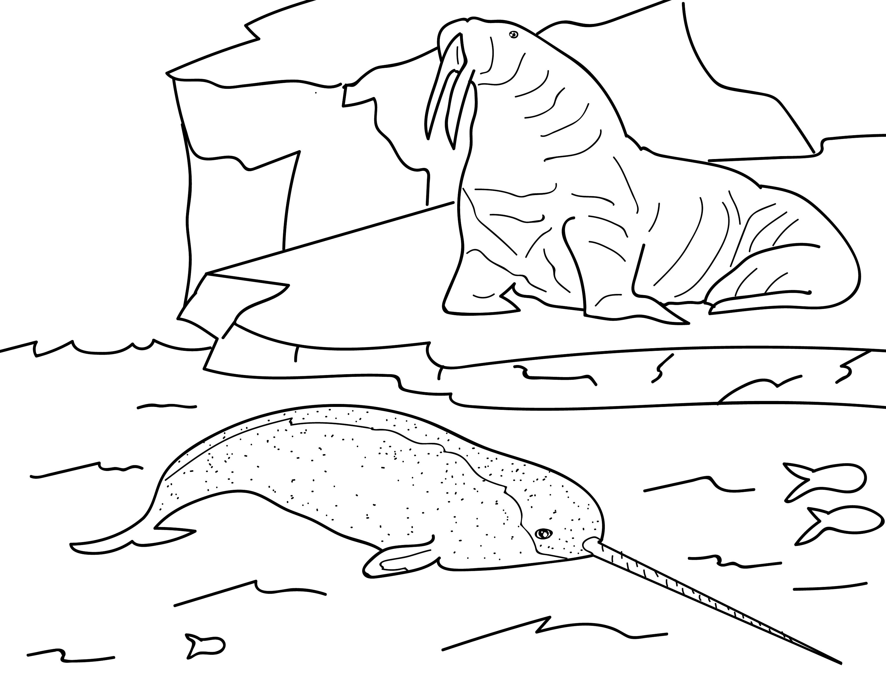 Marine Mammal Wildlife Educational Coloring Book Etsy