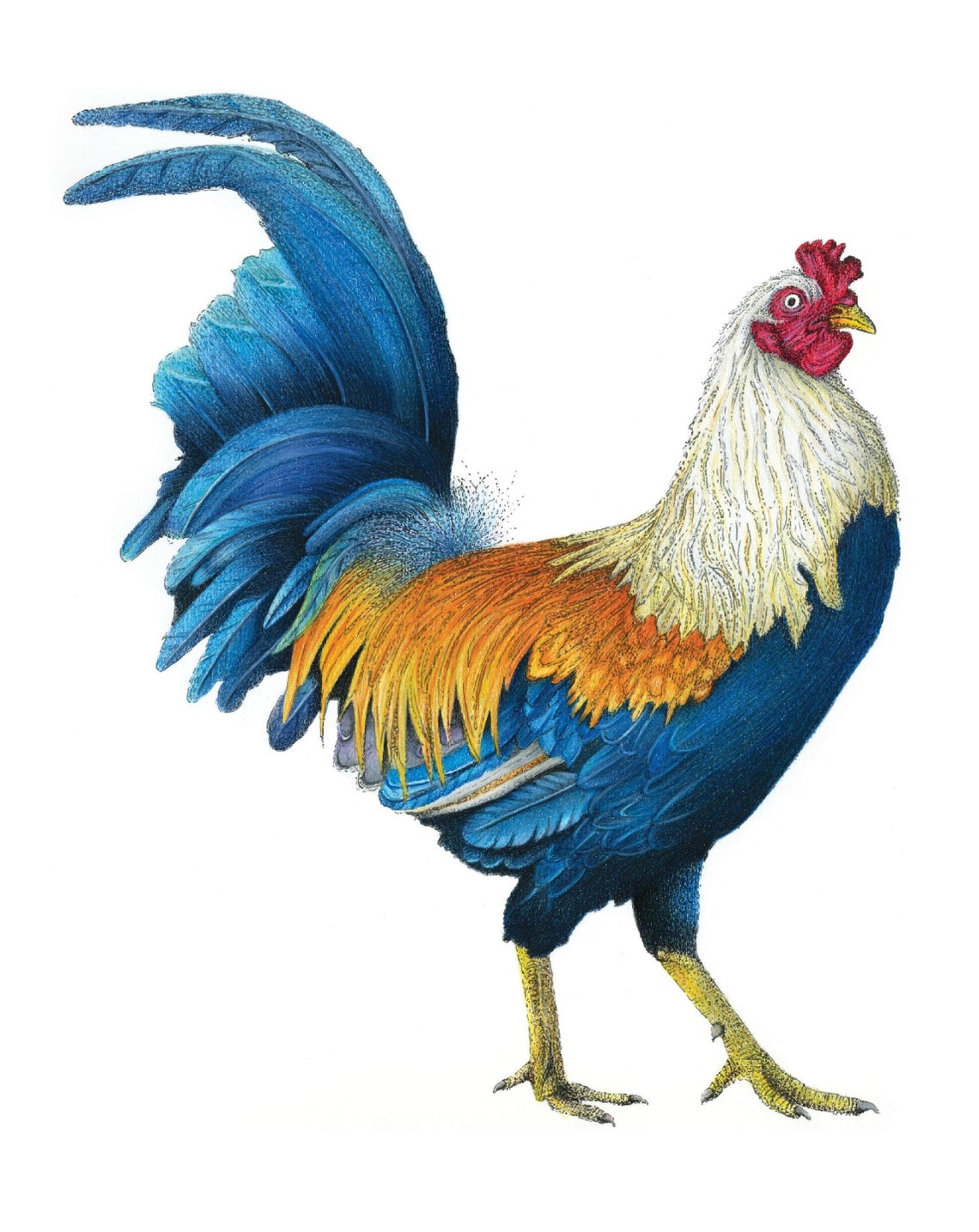 Cockerel Print Cockerel Drawing Cockerel Art Rooster Print - Etsy.de