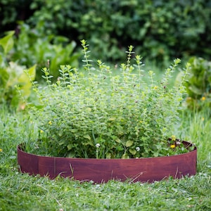 A lush green plant with small white flowers growing in a circular wooden planter box in a grassy area.