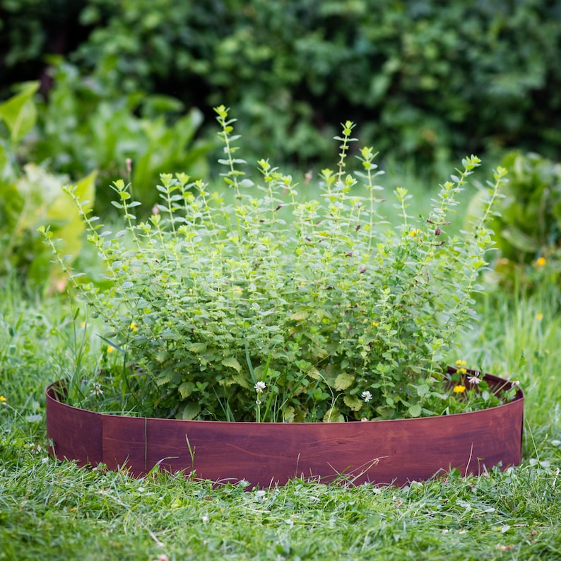 A lush green plant with small white flowers growing in a circular wooden planter box in a grassy area.