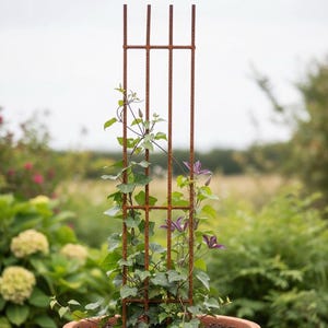 A potted plant with a tall, vertical metal trellis supporting climbing vines, creating a vertical garden effect.