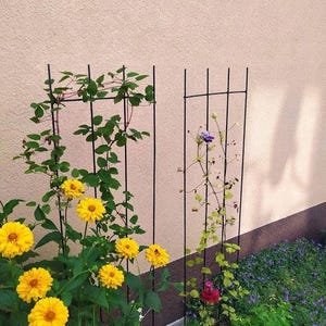 a garden with a variety of plants, including yellow flowers and green foliage, set against a pink wall.