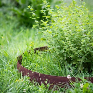 A lush green garden with a curved metal border in the foreground, surrounded by various plants and flowers.