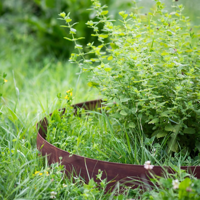 A lush green garden with a curved metal border in the foreground, surrounded by various plants and flowers.