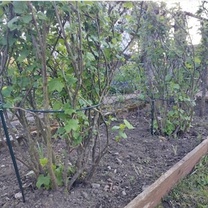 Supporto per piante in metallo da giardino a lumaca 70x34 cm, decorazione obelisco per piante più grandi, supporto per piante rampicanti