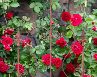 Rustiek metalen tuinlatwerk - 42 x 150 cm, stalen constructie, natuurlijke roest of zwarte afwerking