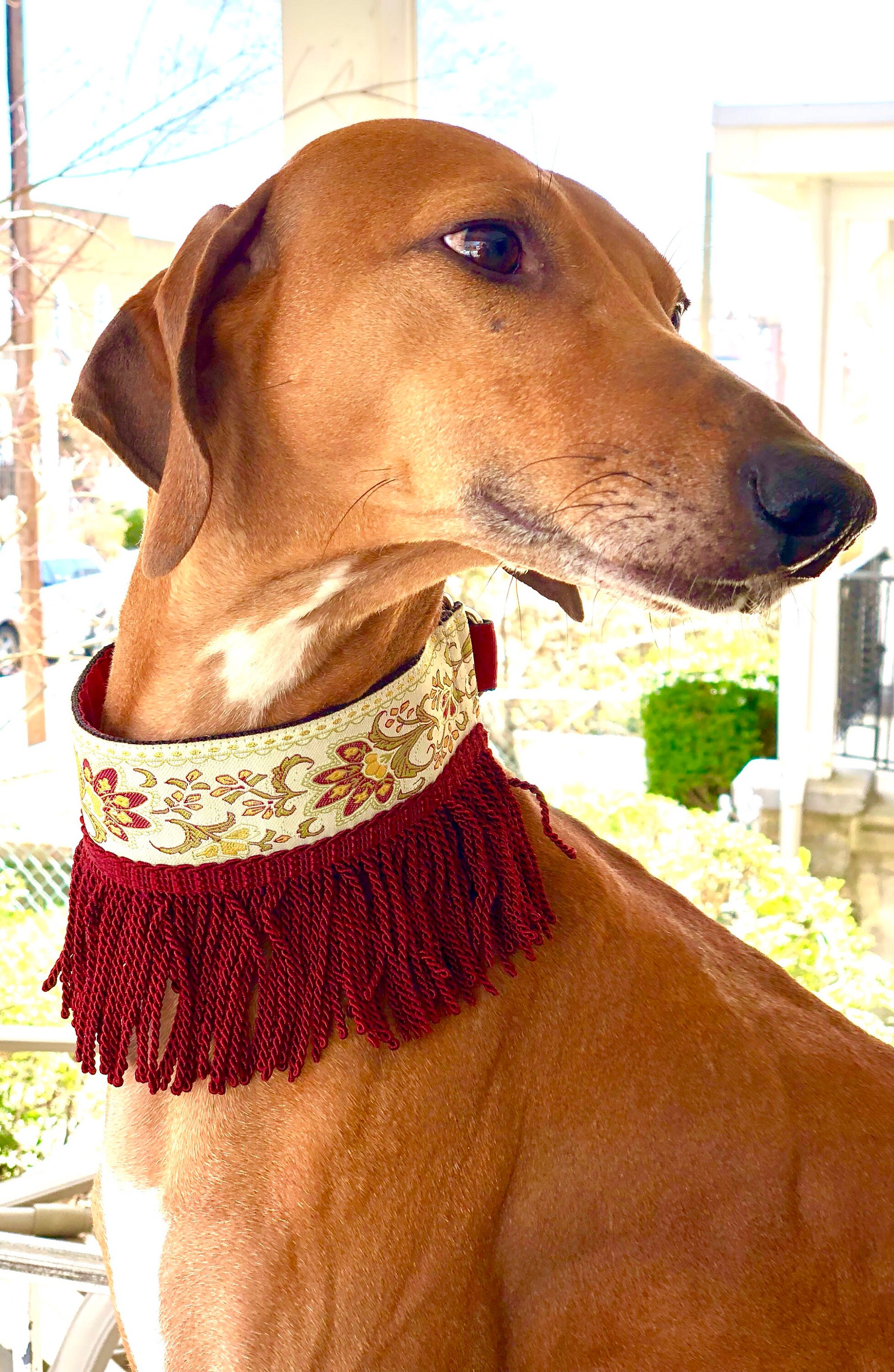 fancy greyhound collars