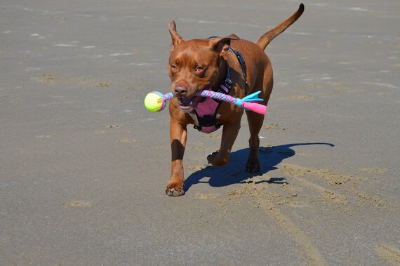 interactive tennis ball dog toy
