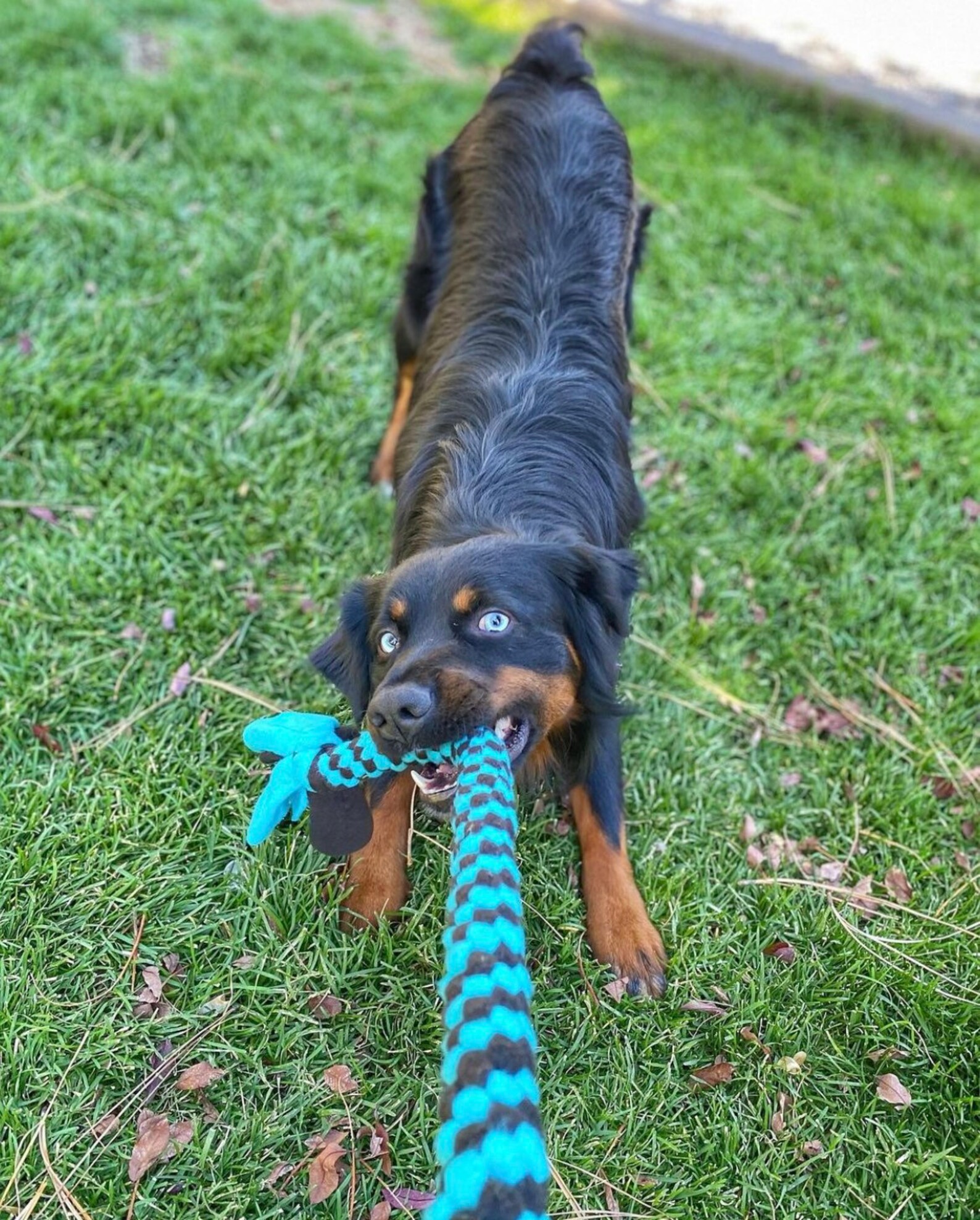 Extra Large Dog Toys Extra Large Dog Toys