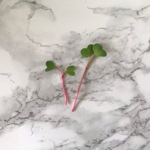 Grow Your Own Microgreens Kit Radish & Broccoli Bild 8