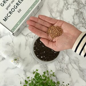 Grow Your Own Microgreens Kit Radish & Broccoli Bild 2