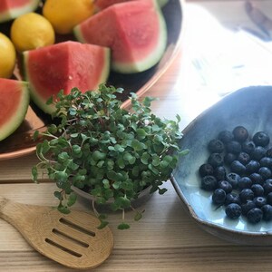 Grow Your Own Microgreens Kit Radish & Broccoli Bild 6