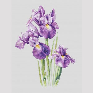 May include: A bouquet of three purple irises with yellow centres and green leaves.
