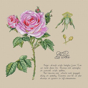 Botanical cross stitch pattern rose botany cross stitch pattern pink rose cross stitch flower with description cross stitch flowers pattern