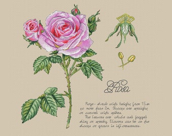 Botanical cross stitch pattern rose botany cross stitch pattern pink rose cross stitch flower with description cross stitch flowers pattern