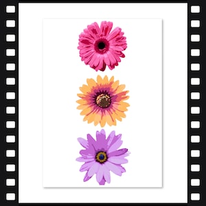 KIT DIY, flores da primavera, cores por números, flores/página para colorir/presente de Natal diy/pintura por número/imprimível/projeto DIY/pintura numérica/