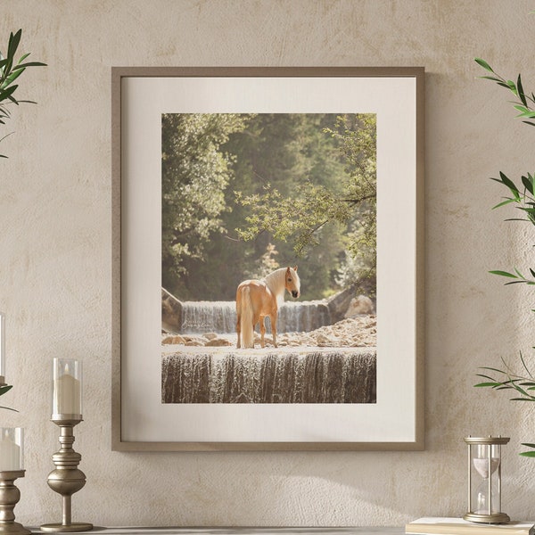 Photographic print Haflinger horse in the Dolomites, professionally printed color photo