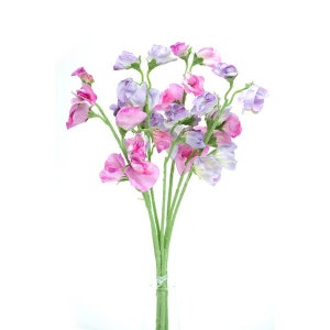 Tiges de pois de senteur rose lilas 40 cm