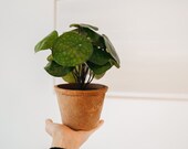 whyshare Artificial Pilea Bush in Terracotta Pot 22cm