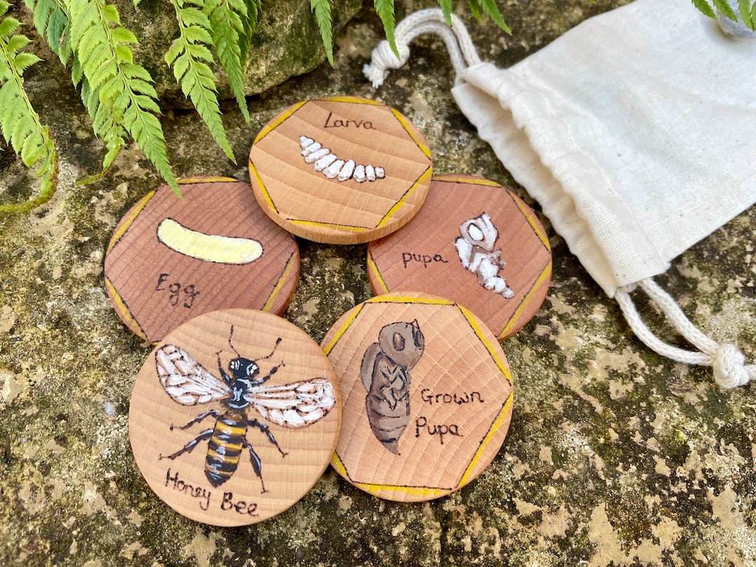 Life Cycle of a Honey Bee Sequencing Set, Wooden Ordering Tiles ...