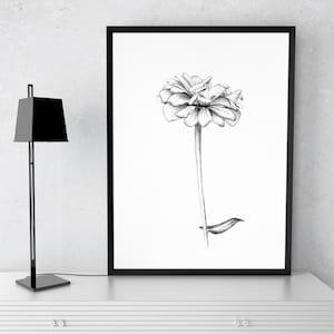Flower Illustration, Printable Download, Minimalist Art, Zinnia Flower, Black and White Flower Print, Pencil Drawing , Botanical art, Sketch
