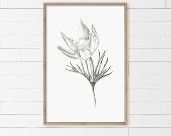Prairie Crocus, Flower Illustration, Black and White, Pencil Sketch, Minimalist Art, Printable Download, Botanical Art, Flower Drawing