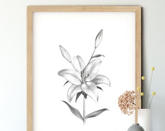 Lily Illustration/Printable Download/Minimalist Art/Black and White/Flower Print/Pencil Drawing/Botanical art/Lily Sketch/Flower Art