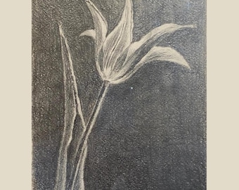 Tulpe Bleistift Zeichnung: Original Blumenkunst, Licht & Schatten (24 x 18 cm), mit Rahmen