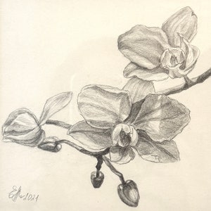 K&ouml;nnte beinhalten: Eine Bleistiftzeichnung eines Zweigs mit wei&szlig;en Orchideen mit zarten Bl&uuml;tenbl&auml;ttern und einem detaillierten Stiel.