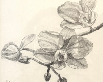 Orchideen-Bleistift Zeichnung Nr.1: Kleines Blumen Kunstwerk, gerahmt