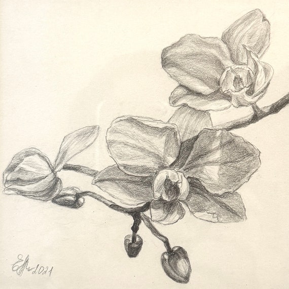 Orchid Pencil Drawing No.1: Small Floral Artwork, Framed