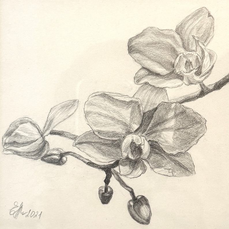 K&ouml;nnte beinhalten: Eine Bleistiftzeichnung eines Zweigs mit wei&szlig;en Orchideen mit zarten Bl&uuml;tenbl&auml;ttern und einem detaillierten Stiel.
