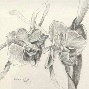 K&ouml;nnte beinhalten: Eine Bleistiftzeichnung von zwei Orchideen mit detaillierter Schattierung. Die Orchideen sind realistisch gezeichnet und haben ein zartes, elegantes Aussehen.