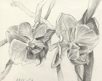 Orchideen-Bleistiftzeichnung Nr. 2: Kleines Blumen Kunstwerk, gerahmt