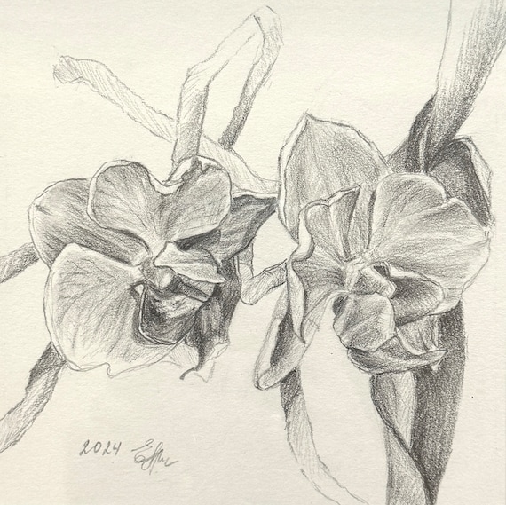 Orchid Pencil Drawing No.2: Small Floral Artwork, Framed