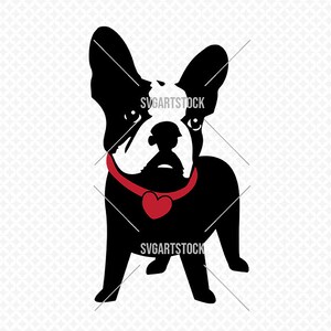 Französische Bulldogge - Vektorgrafik, digitale Clipart, T-Shirt-Design, sofortiger Download (svg, jpeg, png).
