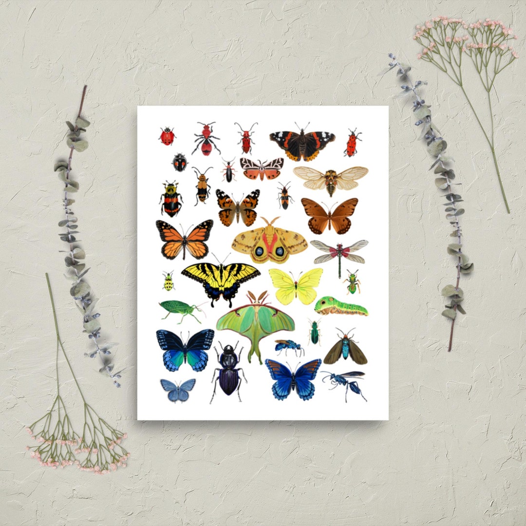 Rainbow Insect Poster: Illustrated Entomology Poster for Queer ...