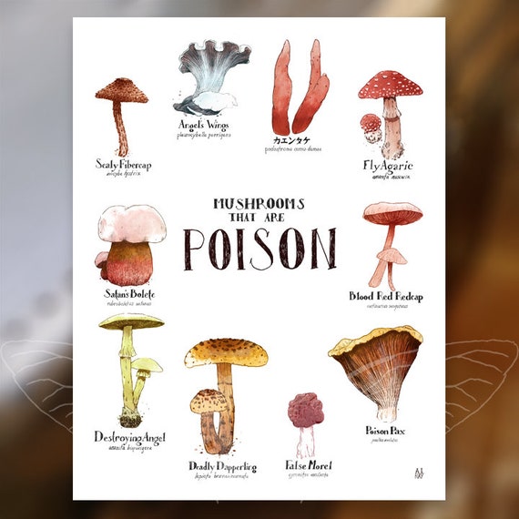 Poison Mushrooms Print Etsy