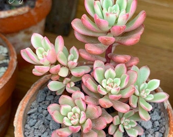 2x Graptoveria Titubans Variegated Rare Succulent Leaf Cuttings Stunning Plants