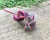 1 x stem cutting of Crassula marginalis pink succulent plant