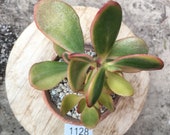 Crassula Sunset Succulent Money Plant (as in photo) 1128