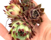 Selection of outdoor Succulents Sempervivum Calcareum Succulent Plants (as in photo) 1347