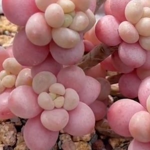 May include: Close-up of a pink and white succulent plant with round, fleshy leaves. The plant has a unique, almost bubble-like appearance.