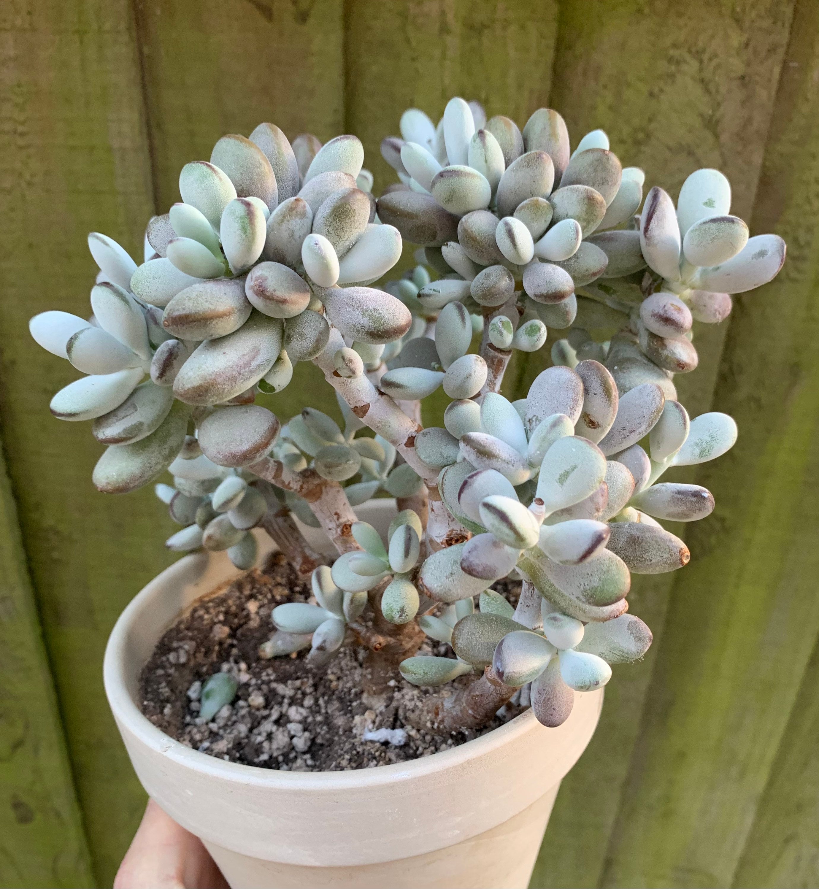 達磨福娘 [錦] コチレドン (Cotyledon orbiculata) [ソウル農園] 多肉植物 サボテン 観葉植物 　gy109 お纏め専用 多肉植物 カキコ❁︎七福美尼覆輪錦 未発根