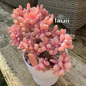 May include: A succulent plant with fleshy, light pink, rounded leaves arranged in dense rosettes, potted in a plain white container. A small, light pink plastic plant marker is inserted into the soil. The text 'lauii' is visible in the upper right.