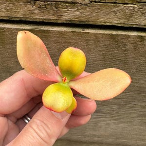 RARE 1  x stem cutting of Crassula ovata ‘hummels sunset’ Succulent Plant