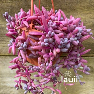 May include: A hanging succulent plant with elongated, fleshy, vibrant pink and soft lavender-toned leaves cascading from a terracotta-coloured plastic pot. The plant features a dense cluster of trailing stems and the white text logo lauii.