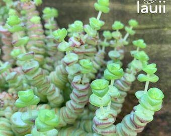 1 x Stem Cutting of Crassula Hottentot or Baby’s Necklace Succulent Plant
