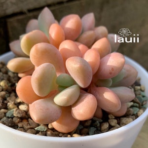 1 x leaf cutting of Pachyphytum Orange Snowball Succulent Plant